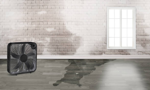 Best Mold removal after water damage  in Wilberforce, OH